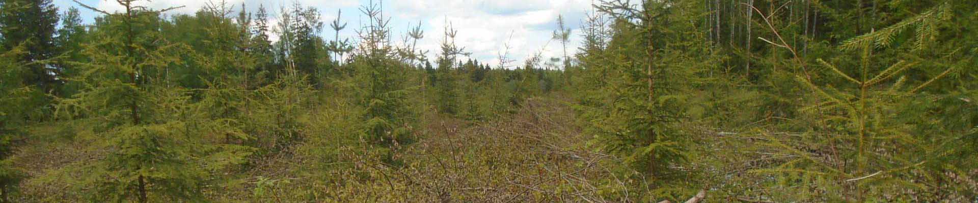 <b>РУБКИ УХОДА В МОЛОДНЯКАХ</b>