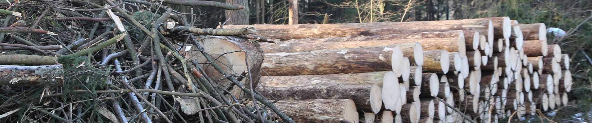 <b>ПРОЧИЕ ЛЕСОРУБОЧНЫЕ УСЛУГИ</b>