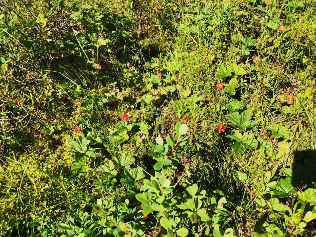 Изображение 08