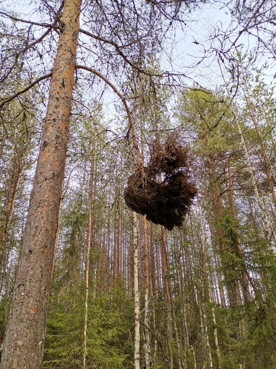 Ведьмина метла