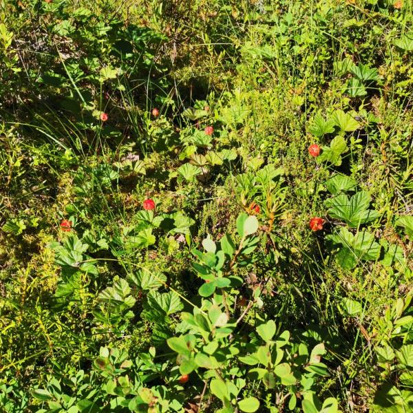 Изображение 08