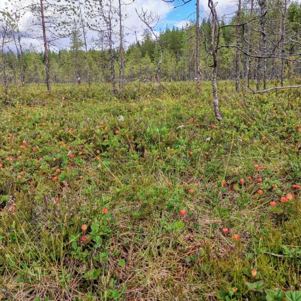 Изображение 10