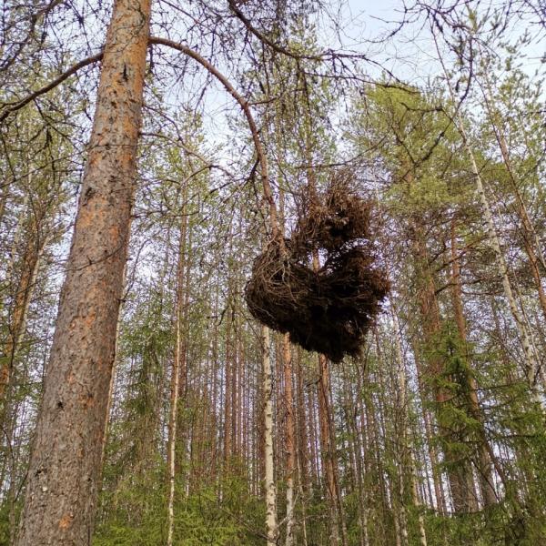 Ведьмина метла